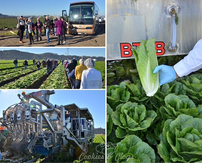 McDonald's Field to Restaurant Farm Tour in Salinas, CA #McDTour
