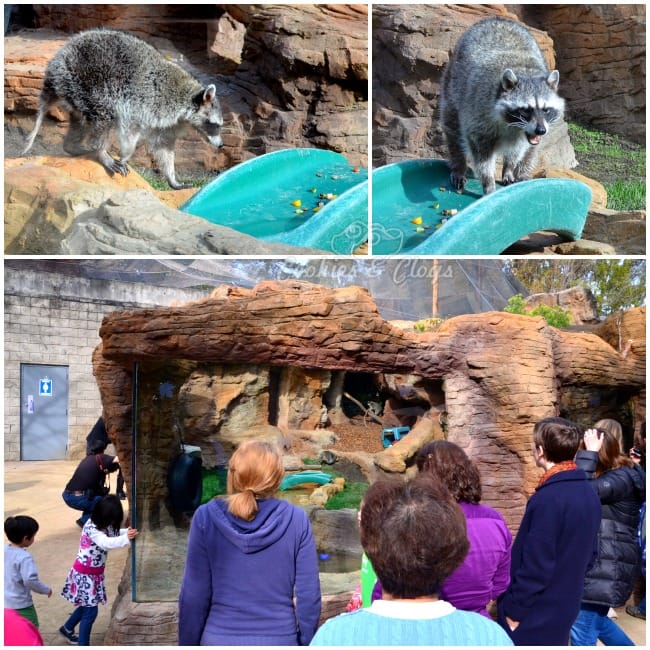 CuriOdyssey new raccoon exhibit and introduction of two new female raccoons. Also featuring 14-year-old Marlin.