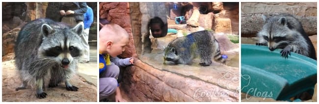 CuriOdyssey new raccoon exhibit and introduction of two new female raccoons. Also featuring 14-year-old Marlin.