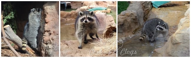 CuriOdyssey new raccoon exhibit and introduction of two new female raccoons. Also featuring 14-year-old Marlin.