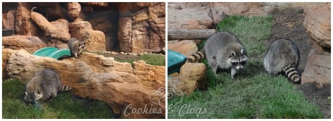 CuriOdyssey new raccoon exhibit and introduction of two new female raccoons. Also featuring 14-year-old Marlin.
