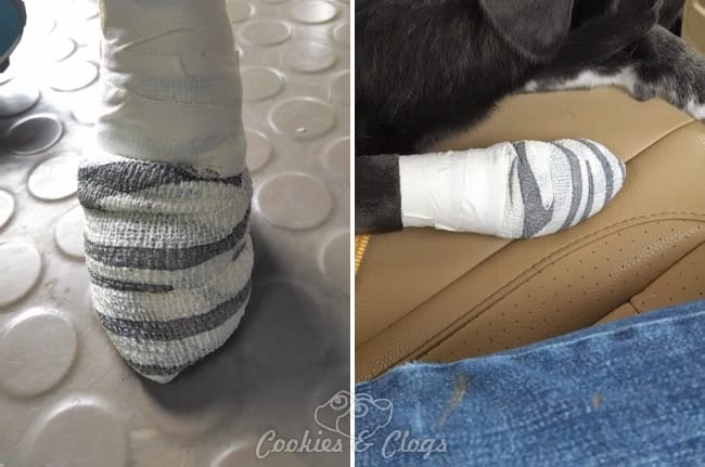 Our experience with ripped off dog nails and profuse bleeding. Speckles, our dog, ripped her nail off completely including the quick. It will not be growing back... #dogs
