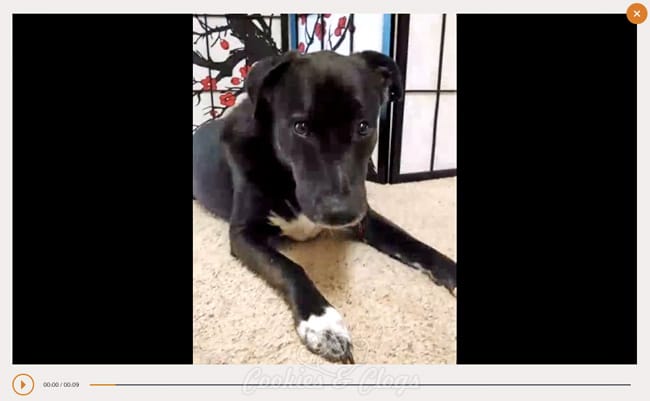 Rise&Smile app from Dignity Health - Speckles (our dog) video #humankindness