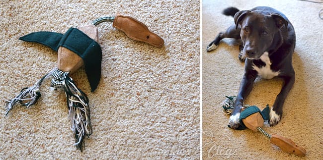 PetBox Review - monthly pet / dog / cat delivery service #Dogs #Cats
