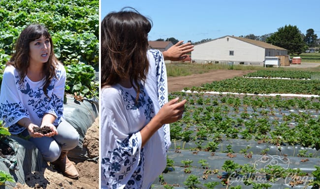Strawberry fields tour in Watsonville w/ CA Strawberry Commision – Dr. Hillary Q. Thomas, Senior Research Manager #StrawberryLand #photography