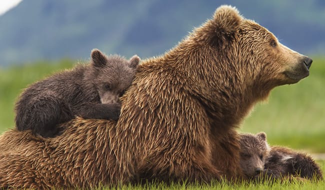 Disneynature Bears movie now on Blu-ray, DVD, Digital HD, Disney Movies Anywhere #DisneynatureBears #spon