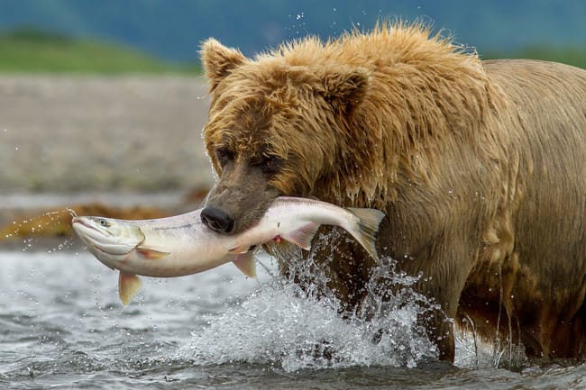 Disneynature Bears movie now on Blu-ray, DVD, Digital HD, Disney Movies Anywhere #DisneynatureBears #spon