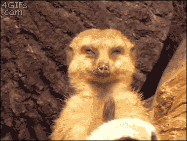 Exhausted meerkat can't stop falling asleep #gifs #humor #animals