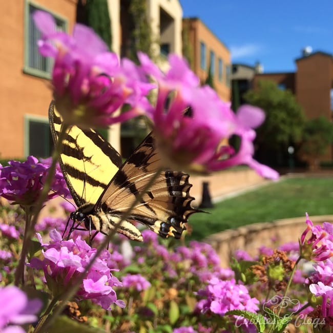 Western Tiger Swallowtail – Munchkin, New iPhones #Photography