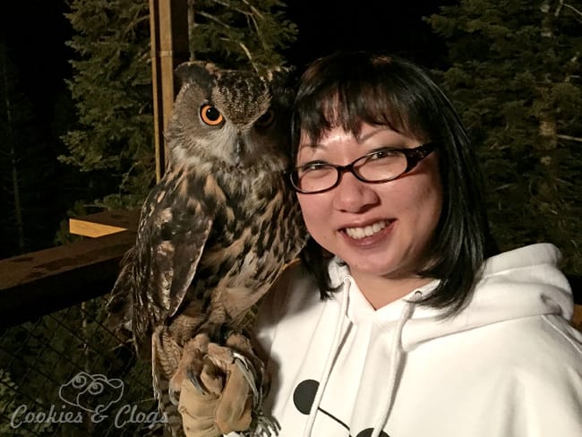 Famous Owl Photo