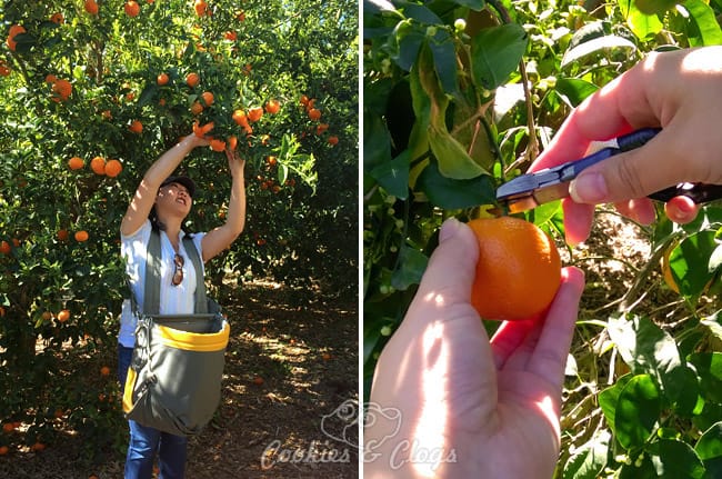 Food | Agriculture | Harvesting Cuties at the Sun Pacific Citrus Farm Tour in Maricopa, California. From here to McDonald’s.