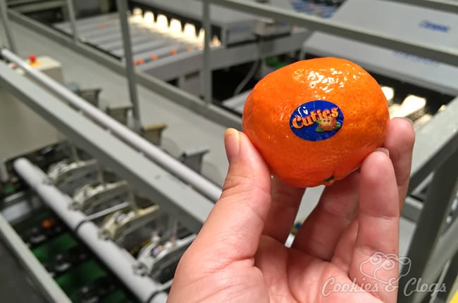 Food | Agriculture | Wonder where that fruit comes from? See a behind-the-scenes look of the Sun Pacific Cuties plant tour of the little Clementines and see how McDonald’s is involved.