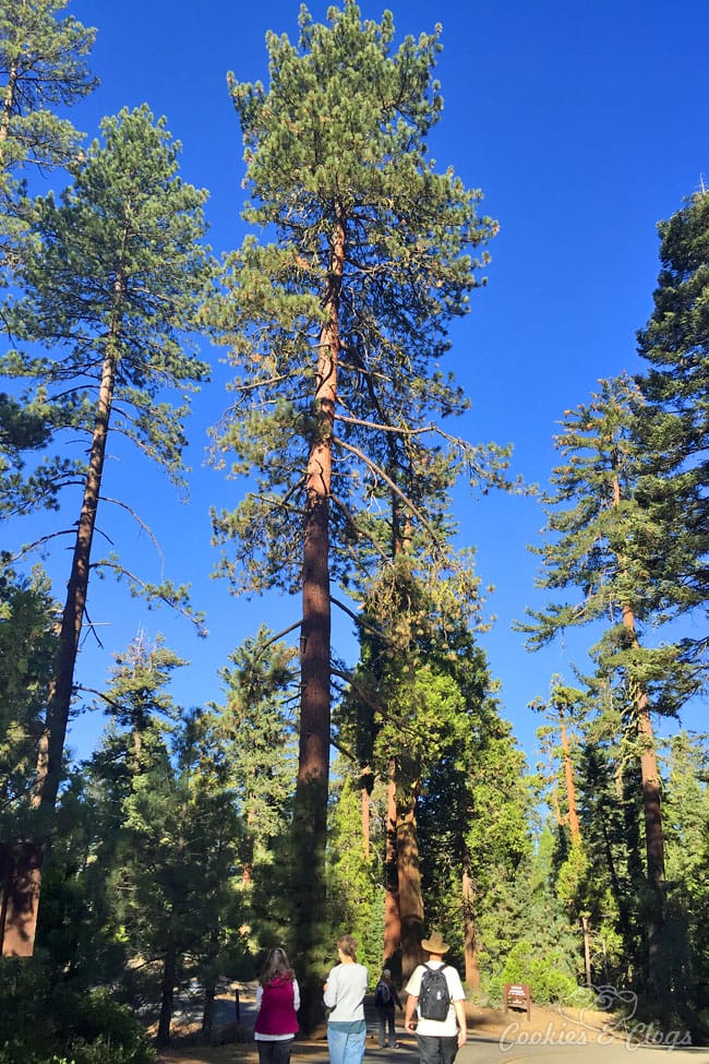 Kings Canyon National Park is in California. Use these travel ideas to decide what activities and things to do and see where you can enjoy family friendly hiking among nature.