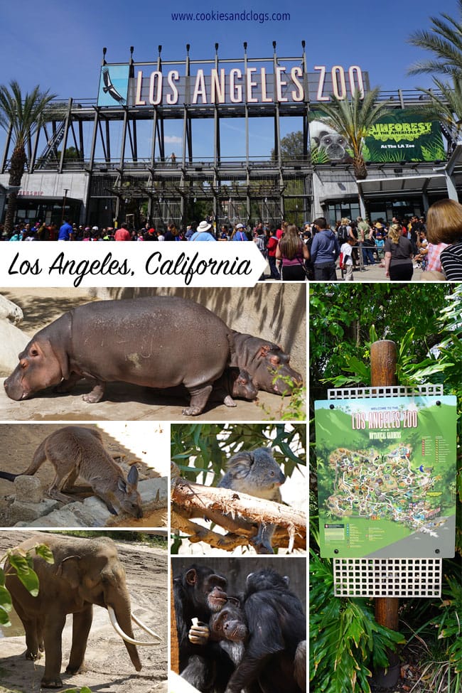 Monkey Kingdom | Nature | Animals | In honor of Disneynature Monkey Kingdom, we visited the Los Angeles Zoo to see several species of monkeys up close. Check out the video here of the hilarious singing Siamang duet!