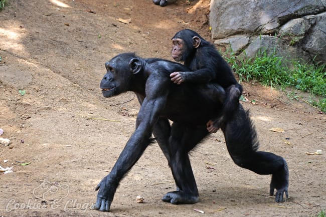 Monkey Kingdom | Nature | Animals | In honor of Disneynature Monkey Kingdom, we visited the Los Angeles Zoo to see chimpanzee monkeys and their babies up close. Check out the video here of the hilarious singing Siamang duet!