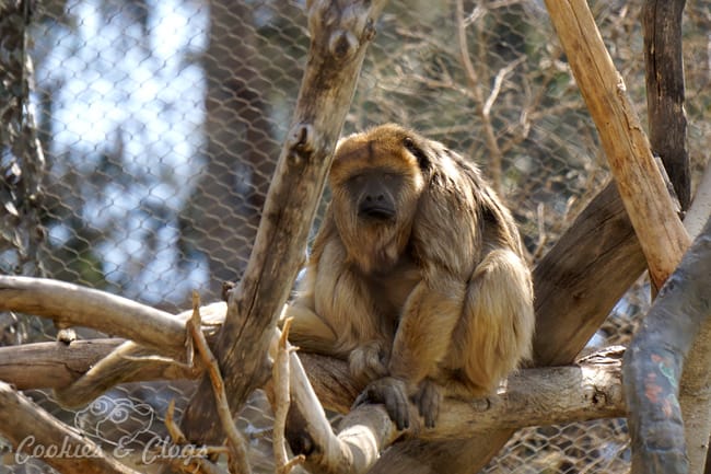 Monkey Kingdom | Nature | Animals | In honor of Disneynature Monkey Kingdom, we visited the Los Angeles Zoo to see buff-cheeked gibbon monkeys up close. Check out the video here of the hilarious singing Siamang duet!