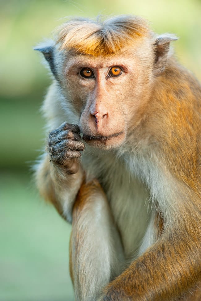 Movies | Disneynature’s Monkey Kingdom is now in theaters. Check out this Monkey Kingdom review to see if it’s right for your family.