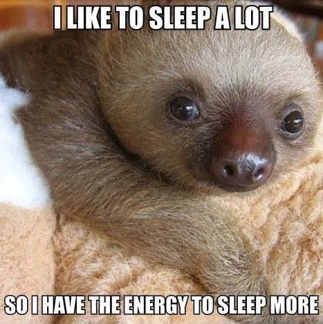 Cute Quotes |Animals | If you love cute quotes about life, sleep, or adorable baby sloths, this is definitely a keeper! “I like to sleep a lot so I have the energy to sleep more.”