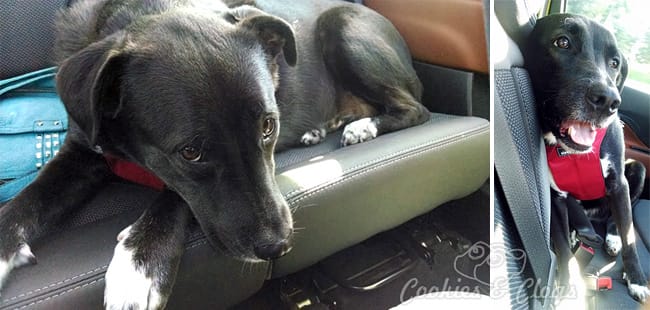 Cars | Pets Clickit by Sleepypod car safety harness restraint review feat. Speckles