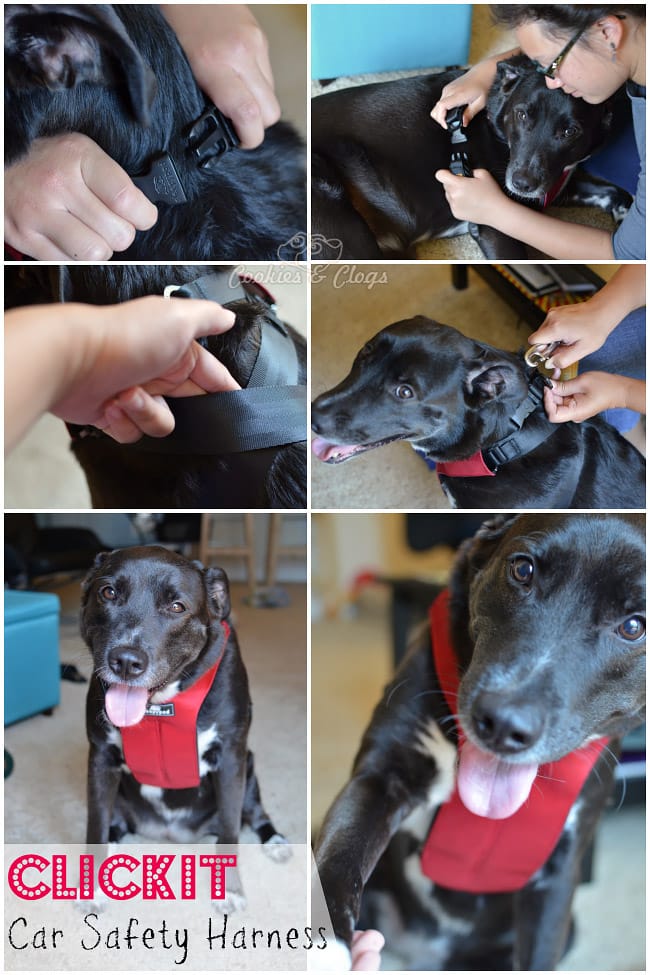 Cars | Pets Clickit by Sleepypod car safety harness restraint review feat. Speckles