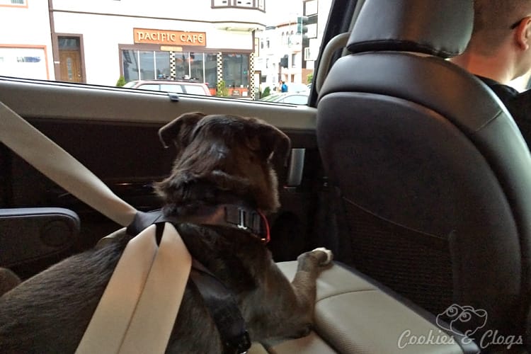 Cars | Travel | Family | See how the 2015 Kia Sedona handled a trip to the city, device loaded passengers, and dogs in this car review!