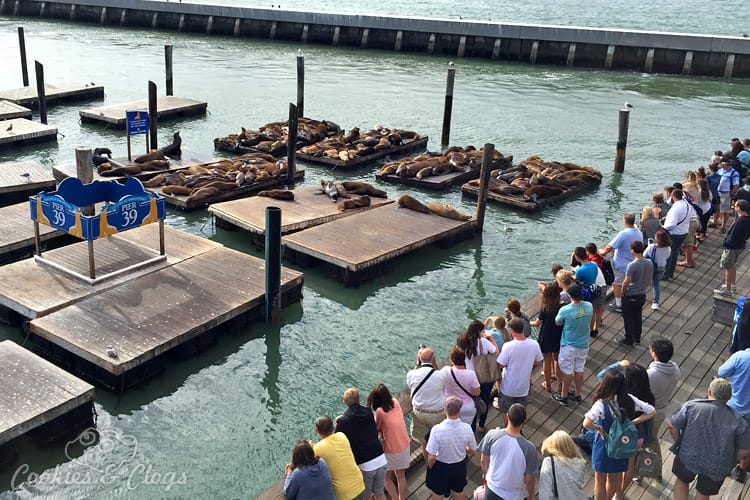 Travel | There are so many things to do with kids (or without) at Pier 39 in San Francisco, CA. Check out the aquarium, RocketBoat, sea lions, and get the Local Advantage discount here.