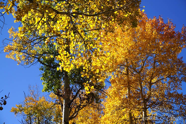 Cars | Automotive | The 2016 Kia Optima launch took place in Aspen, CO and it was a beautiful autumn destination for a car road trip.