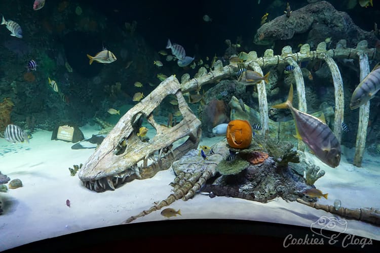 Travel | Missouri | I had no idea Kansas City, MO was such a great place to take your family on vacation. Here are 12 things to do with kids that we were able to same during our last trip – Sea Life Aquarium.