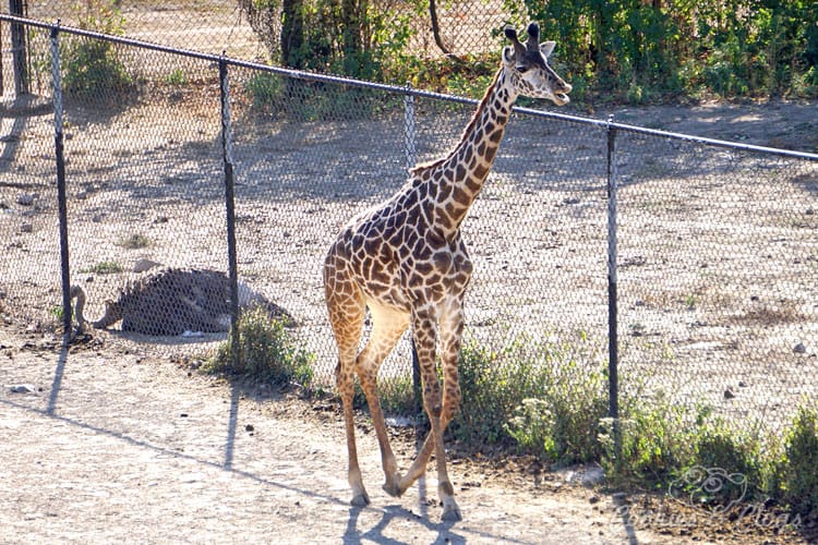 Travel | Missouri | I had no idea Kansas City, MO was such a great place to take your family on vacation. Here are 12 things to do with kids that we were able to same during our last trip – Kansas City Zoo, giraffe running.