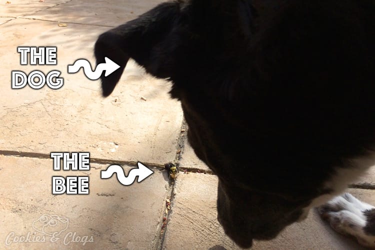 Humor | Nature | My teen daughter found a bumblebee walking around (while taking the dog out) and decided to feed it. See how to feed a bee and what a drunk bee looks like.