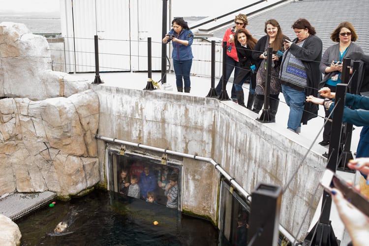 Movies | We went behind-the-scenes to check out Finding Dory at Monterey Bay Aquarium. Find out how the animators drew inspiration from the gorgeous exhibits of fish, animals, and sea life like the kelp forest. We were to go above the glass tank to view the sea otters and their trainers.