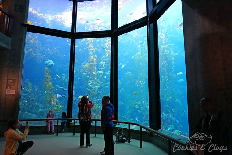 Movies | We went behind-the-scenes to check out Finding Dory at Monterey Bay Aquarium. Find out how the animators drew inspiration from the gorgeous exhibits of fish, animals, and sea life like the kelp forest. Oh, and a bonus photo of the wild sea otter and her newborn pup! Three-story living kelp forest.