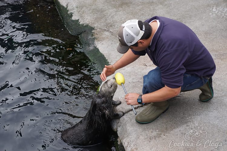 Movies | We went behind-the-scenes to check out Finding Dory at Monterey Bay Aquarium. Find out how the animators drew inspiration from the gorgeous exhibits of fish, animals, and sea life like the kelp forest. Oh, and a bonus photo of the wild sea otter and her newborn pup! Sea otter and its trainor.