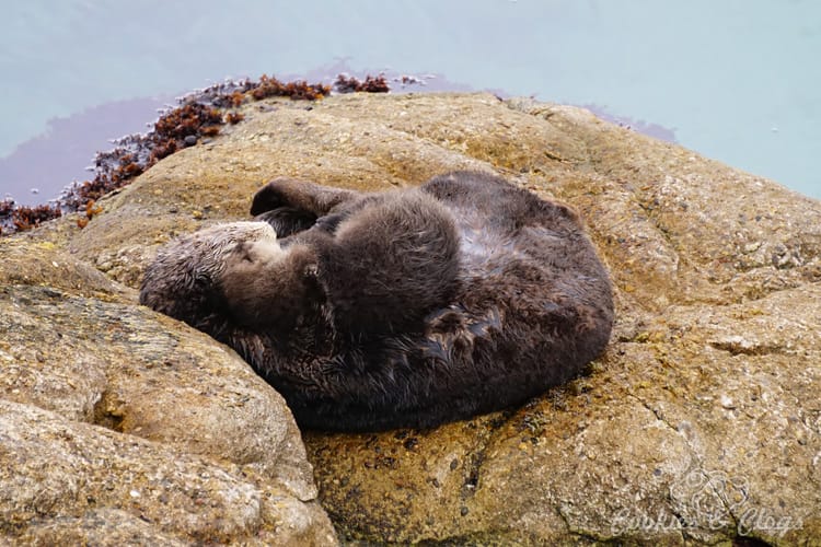 Movies | We went behind-the-scenes to check out Finding Dory at Monterey Bay Aquarium. Find out how the animators drew inspiration from the gorgeous exhibits of fish, animals, and sea life like the kelp forest. Oh, and a bonus photo of the wild sea otter and her newborn pup! Wild sea otter cuddling newborn pup.