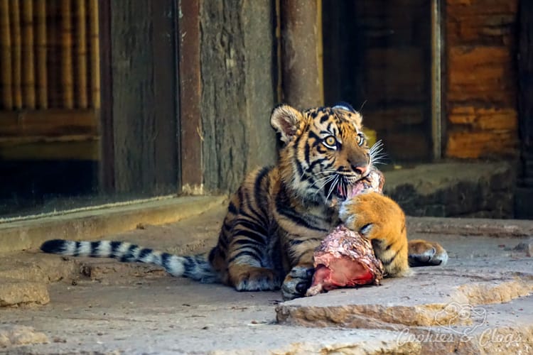 Nature Photography | Our last visit to San Diego Safari Park was amazing. We were able to capture some gorgeous and fun photos as the animals were extra active that day. The highlight was our ride on the Africa Tram tour. Young Sumatran tiger cub