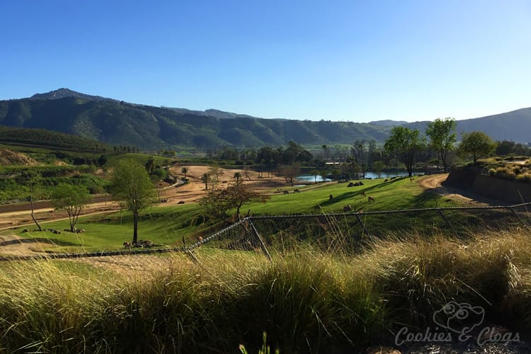 Nature Photography | Our last visit to San Diego Safari Park was amazing. We were able to capture some gorgeous and fun photos as the animals were extra active that day. The highlight was our ride on the Africa Tram tour. Overview from Africa tram
