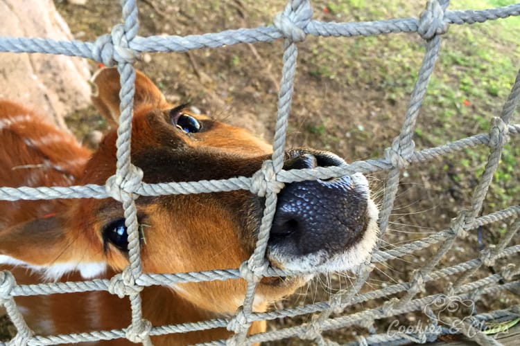 Nature Photography | Our last visit to San Diego Safari Park was amazing. We were able to capture some gorgeous and fun photos as the animals were extra active that day. The highlight was our ride on the Africa Tram tour. Close-up of antelope