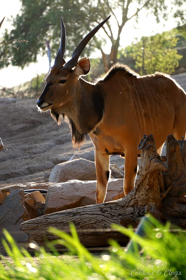 Nature Photography | Our last visit to San Diego Safari Park was amazing. We were able to capture some gorgeous and fun photos as the animals were extra active that day. The highlight was our ride on the Africa Tram tour. Horned antelope with sunset backlight