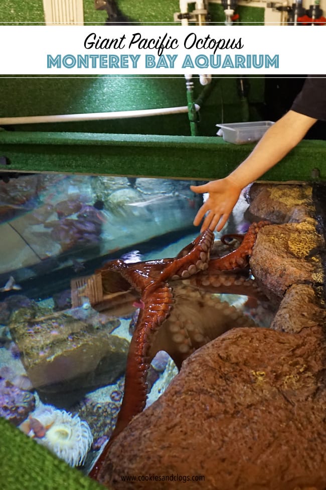 Movies | Disney / Pixar | See why animating Hank the septopus from Finding Dory was so difficult, learn some movie fun facts, and watch my personal encounter with a real live Giant Pacific Octopus!