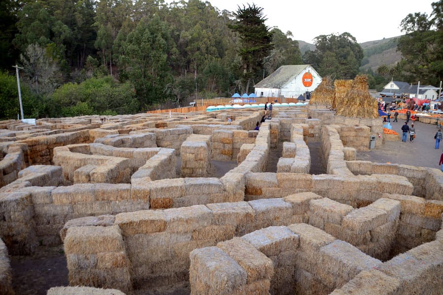 Cookies & Clogs | Travel Tips| When deciding what things to do in San Francisco Bay Area, try these 6 family day trips with kids. Read reasons why you should visit Monterey, Napa, Half Moon Bay, Santa Cruz, and Point Reyes and what to see and do there. Here's the hay maze at Arata's Pumpkin Farm in Half Moon Bay, CA.