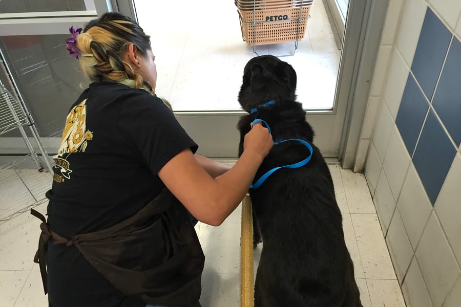 Cookies & Clogs | Dogs | Pets | See how to take the stress out of dog grooming and your next dog bath using Petco Grooming. #PetcoGroomingCookies & Clogs | Dogs | Pets | See how to take the stress out of dog grooming and your next dog bath using Petco Grooming. #PetcoGrooming