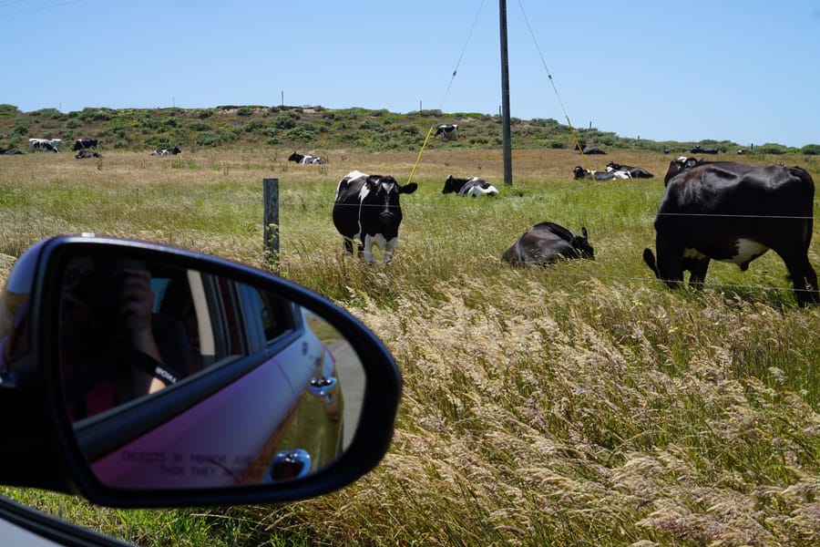 Cookies & Clogs | Want to take a family road trip to Point Reyes National Seashore in Point Reyes, CA? Here are several things to do with the kids including the Point Reyes Lighthouse. See what the climb down is like and if it's worth the trek. Happy grazing California cows