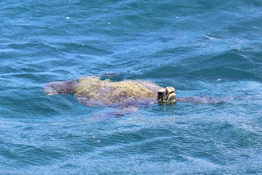 Cookies & Clogs | Oceans Sports Aloha Days offer 4 hours of unlimited water sports beach equipment including kayaks, stand-up paddleboards, snorkel gear, and rides on the glass bottom boat. One of the many things to do on the Big Island of Hawaii with kids. Sea turtle sighting.