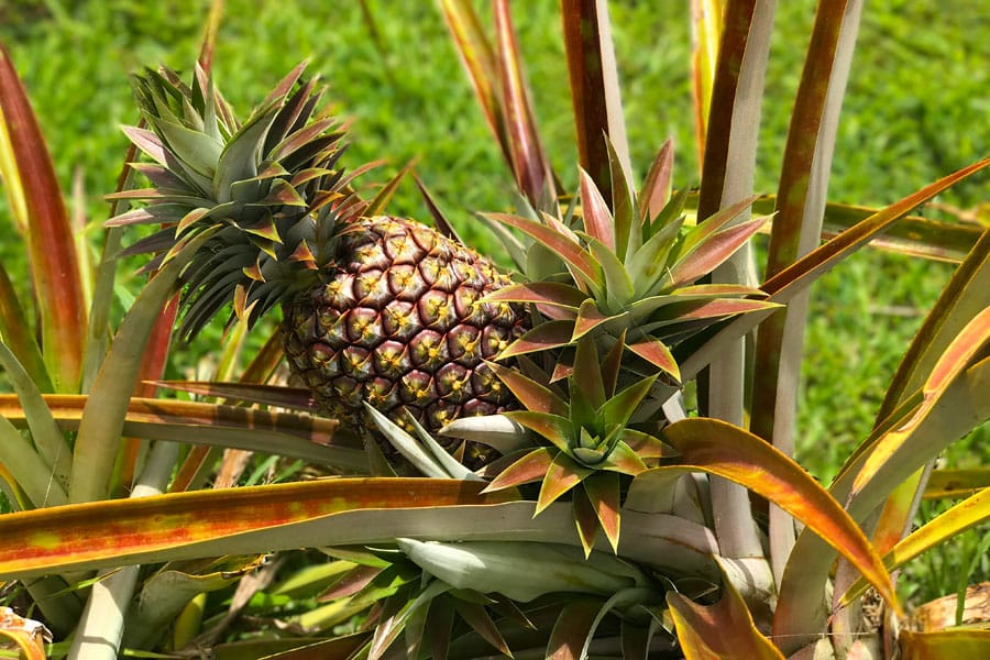 Cookies & Clogs | My first experience with ziplining in Hawaii was with Skyline Eco Adventures Akaka Falls Zipline on the Big Island of Hawaii. See how the quality, safety, and amazing crew won us over. Check out the video of all seven lines! White pineapple