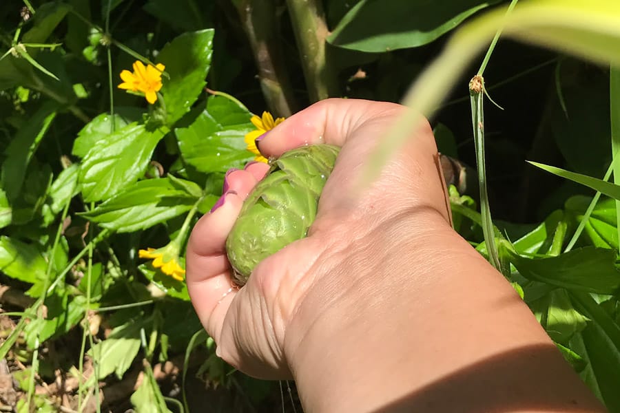 Cookies & Clogs | My first experience with ziplining in Hawaii was with Skyline Eco Adventures Akaka Falls Zipline on the Big Island of Hawaii. See how the quality, safety, and amazing crew won us over. Check out the video of all seven lines! Squeezing an awapuhi.