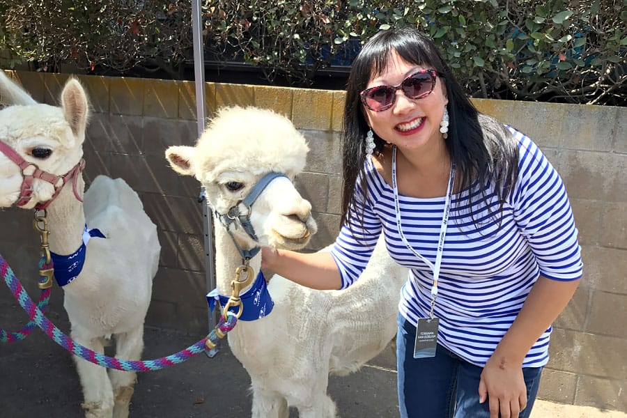 2018&nbsp;Hyundai Sonata Event - visiting with two white alpacas