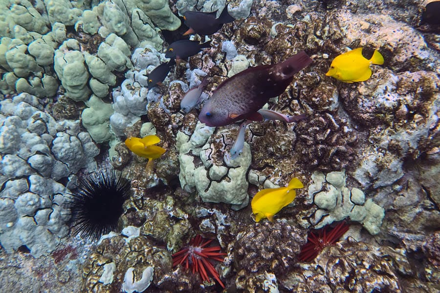 Things to do on the Big Island of Hawaii | Snorkeling at Kealakekua Bay near the Captain Cook Monument
