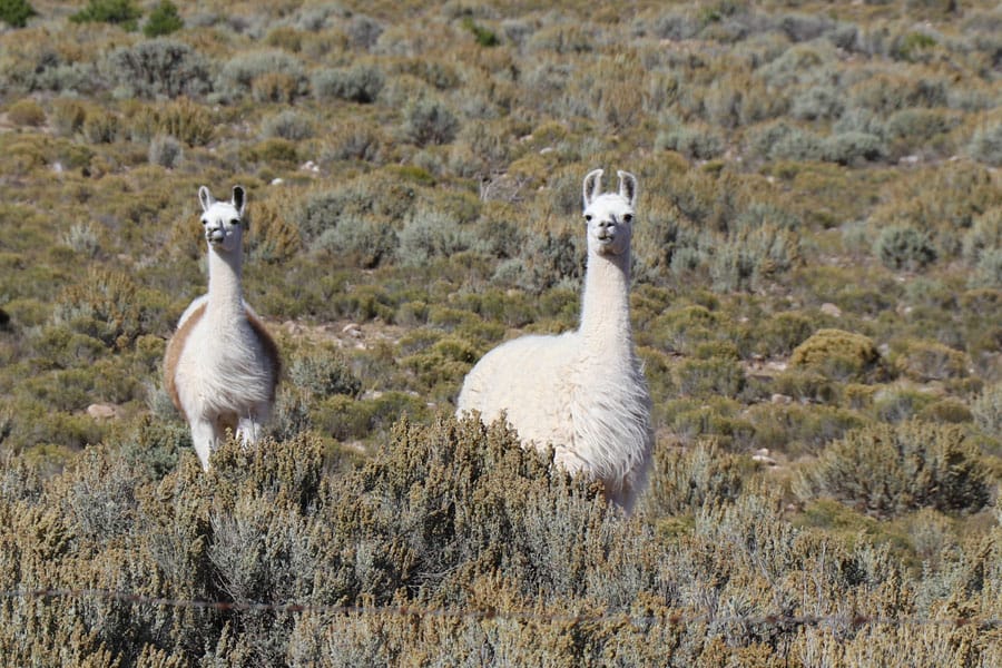 New Mexico to Colorado Family Road Trip in the 2017 Nissan Rogue Sport — Llamas