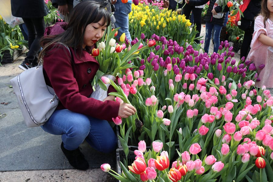 2018 American Tulip Day in San Francisco California at Union Square / Tulpendag San Francisco