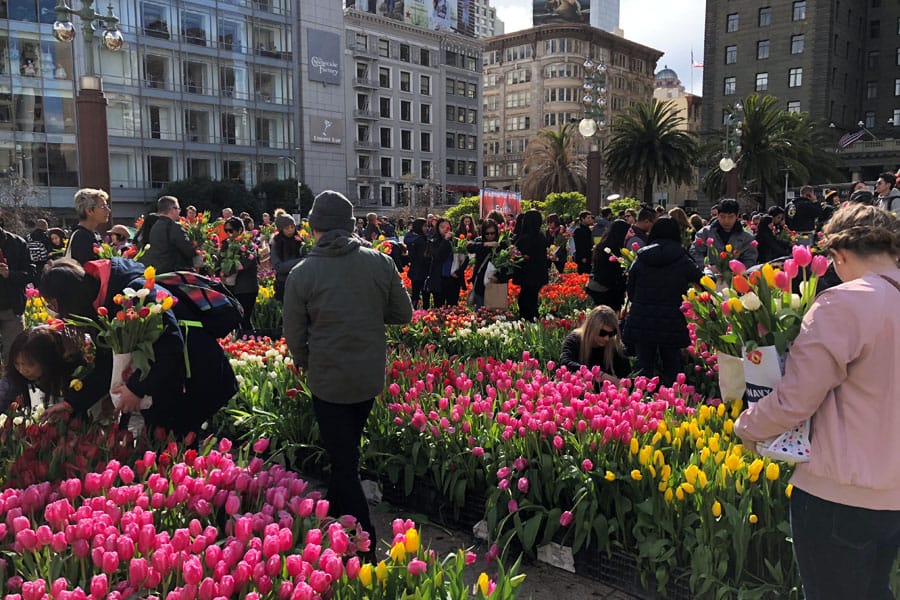 2018 American Tulip Day in San Francisco California at Union Square / Tulpendag San Francisco